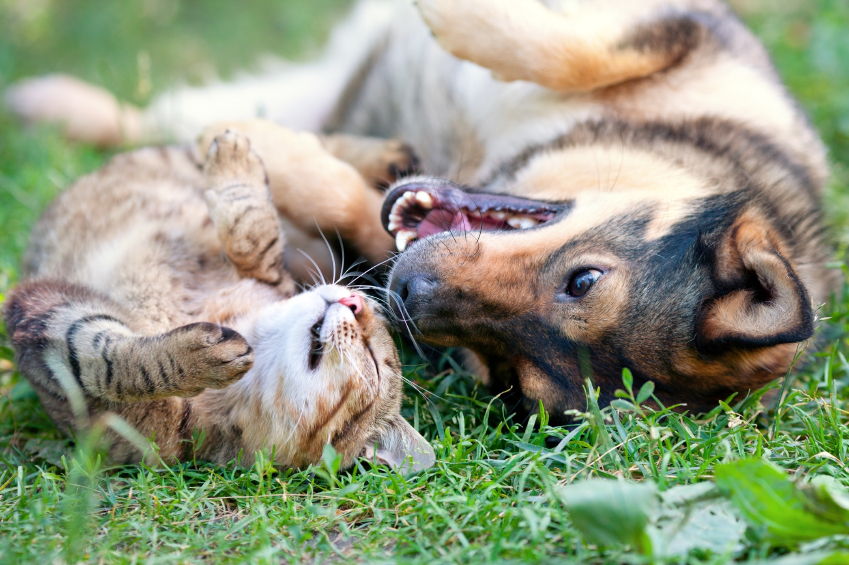 how to clean up dog pee and poop on carpet