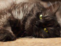 Persian Wool & Silk Rug Cleaning