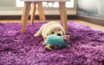 How to Remove Pet Urine Smell from a Jute Rug?