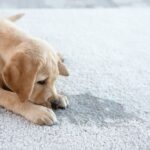 5 Steps to Remove Dog Urine from Delicate Rugs in Sydney