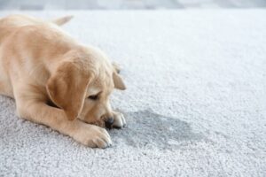 5 Steps to Remove Dog Urine from Delicate Rugs in Sydney