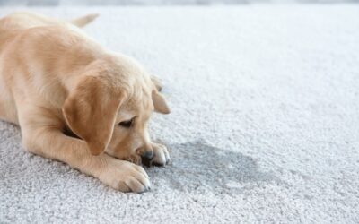 5 Steps to Remove Dog Urine from Delicate Rugs in Sydney